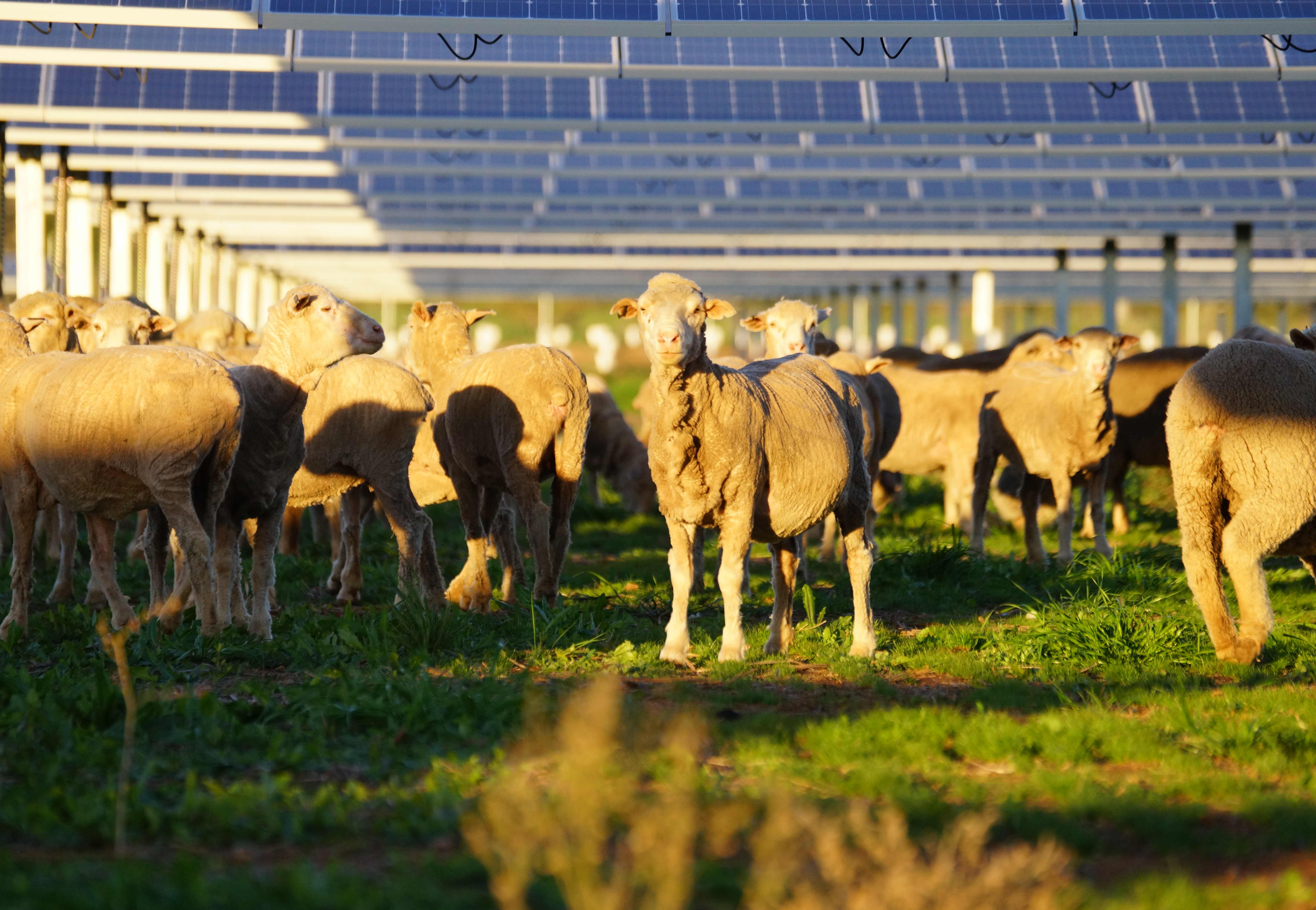 Do renewable energy technologies impact farm land?